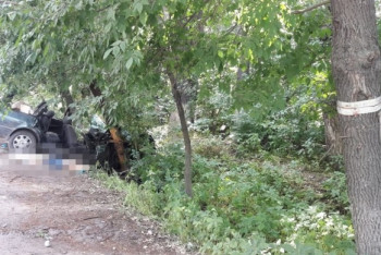 Фотография к новости: Обрезку деревьев начали после смертельного инцидента в Алматы