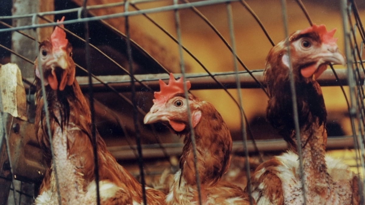 из открытых источников