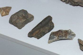 Останки древнего крокодила обнаружили палеонтологи в Костанайской области