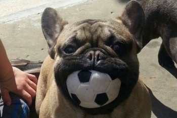 Фотография к новости: Бульдог предсказывает победителей ЧМ-2018 в Алматы