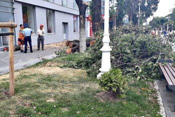 Незаконно спиливших деревья на Арбате задержала полиция Алматы