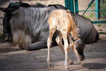 Детёныш антилопы гну родился в зоопарке Алматы