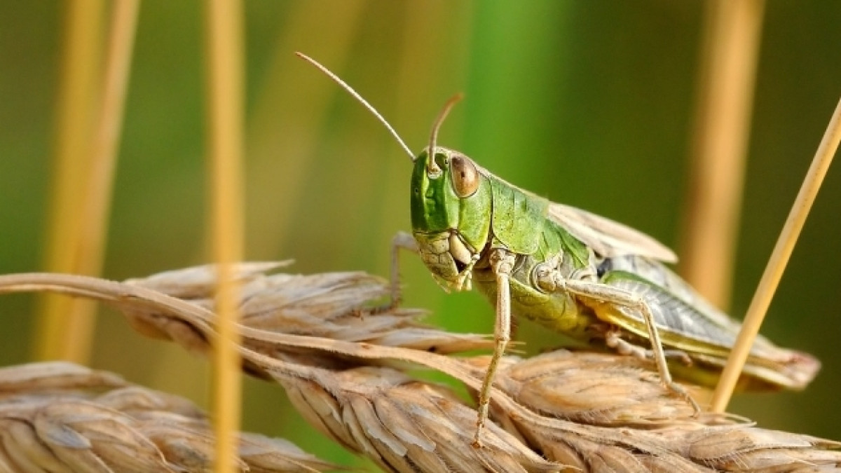 открытые источники