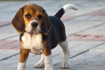 Фотография к новости: В городских парках Астаны появятся места для выгула домашних животных