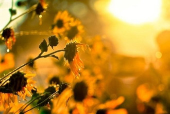 Фотография к новости: Штормовое предупреждение из-за жары объявлено в нескольких областях Казахстана   