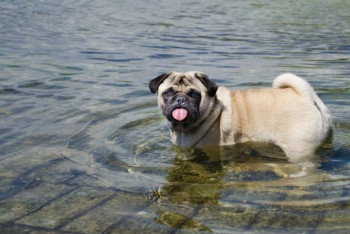 Фотография к новости: Аномальная жара ожидается в Казахстане в выходные 