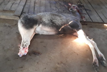 Фотография к новости: За охоту на лося задержан браконьер в Карагандинской области