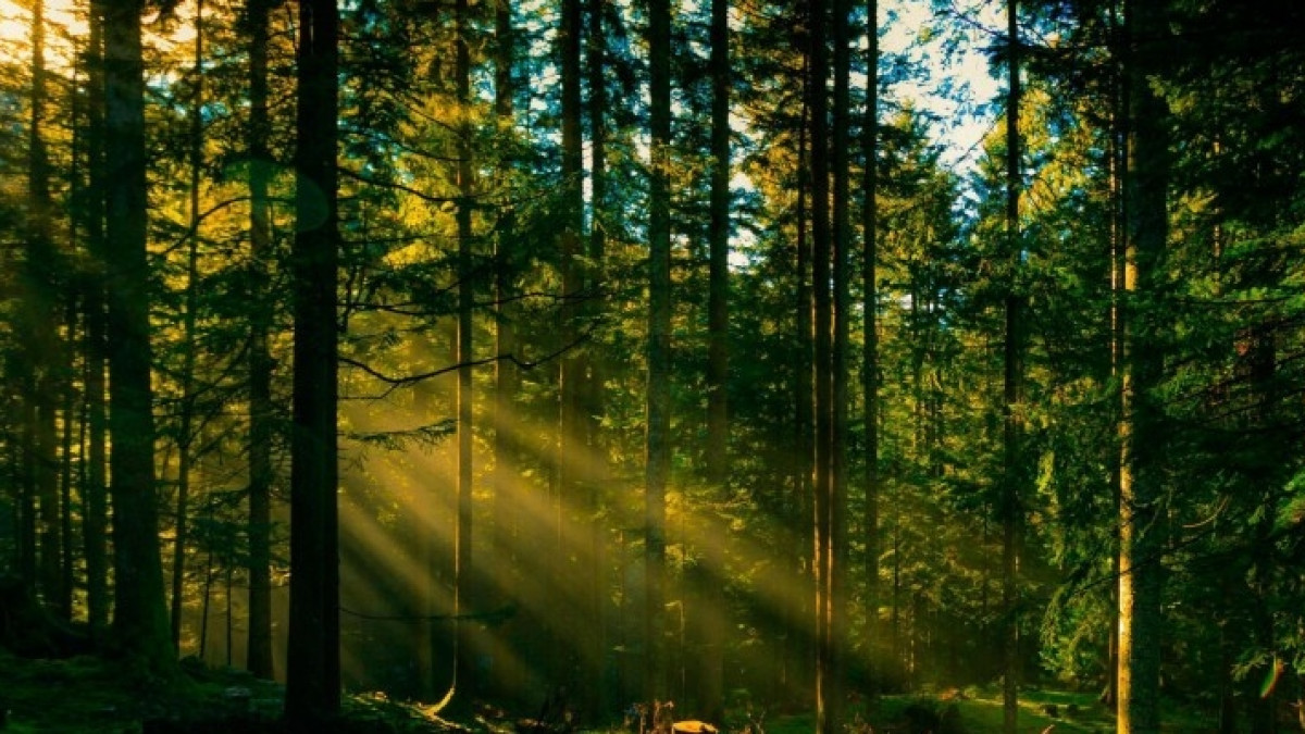 Иллюстративное 