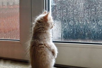 Фотография к новости: Дождливая погода ожидается в большинстве регионов Казахстана в выходные  