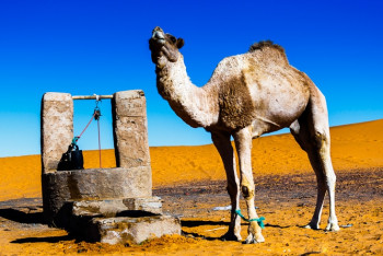 Фотография к новости: Провалившегося в колодец верблюда спасли пожарные в Атырауской области