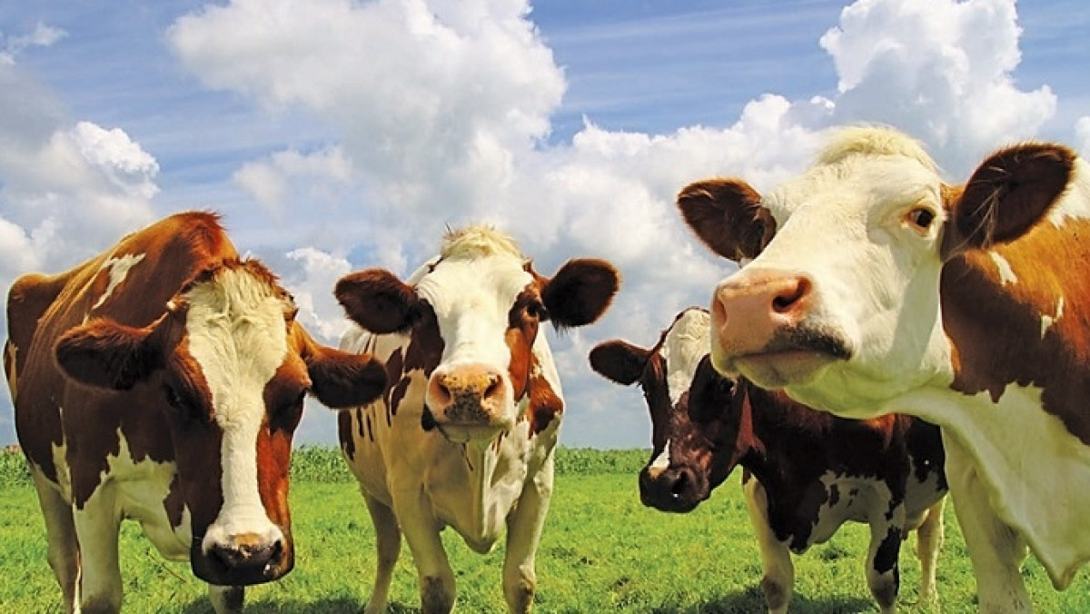 В Акмолинской области успешно внедреняются современные технологии выращивания скота