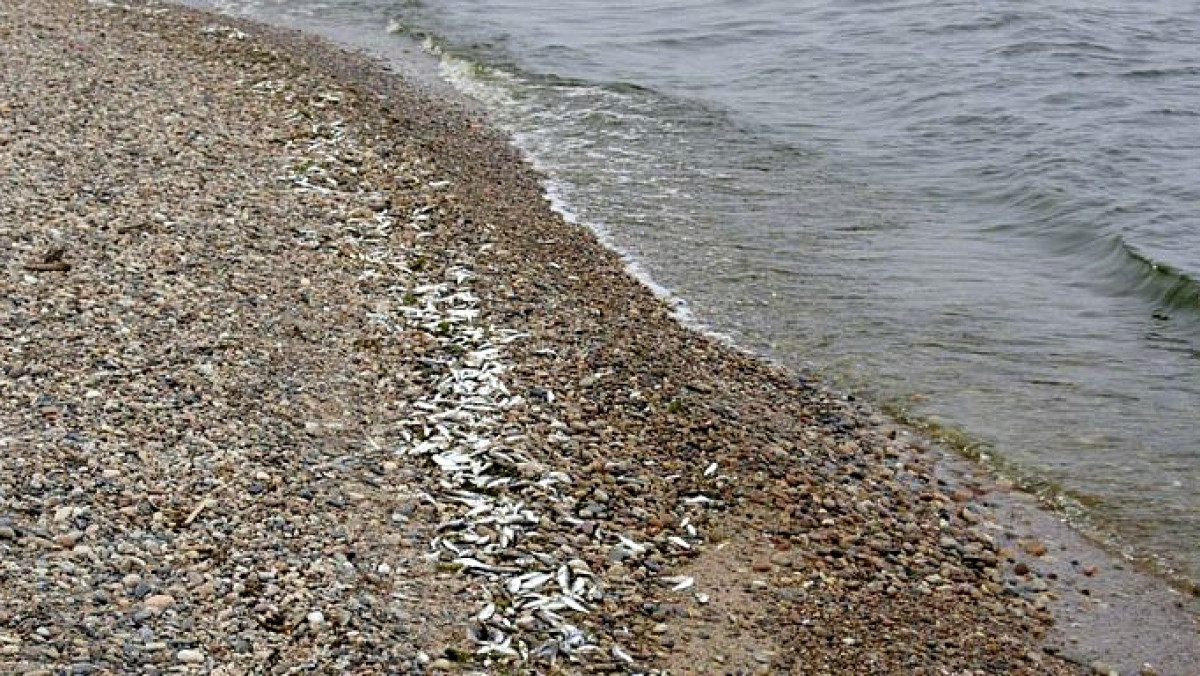 Из открытых источников 