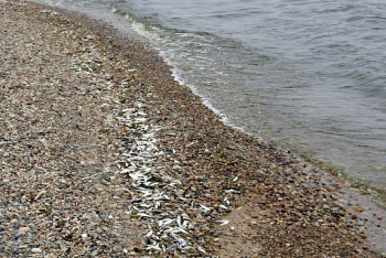 Массовая гибель рыбы произошла в одном из озер СКО 