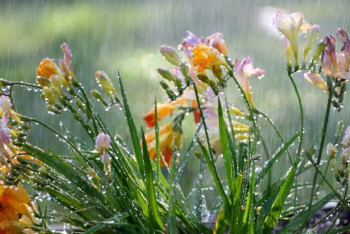 Фотография к новости: Неустойчивый характер погоды сохраняется в северных областях 21 июня 