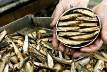 Фотография к новости: Казахстанские шпроты забраковал Россельхознадзор