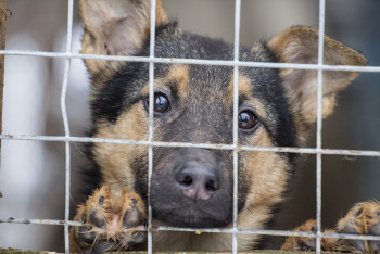 Ситуацию с питомниками для бродячих животных прокомментировали в акимате Шымкента 