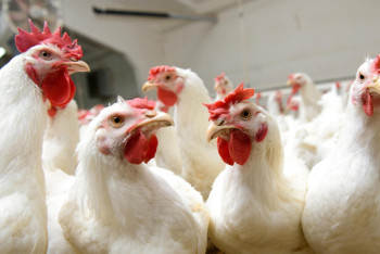 Фотография к новости: В Казахстане увеличится потребление мяса, прогнозируют в Минсельхозе