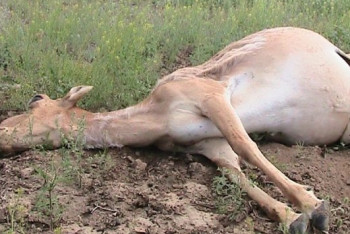 Более 20 туш сайгаков со спиленными рогами обнаружено в Костанайской области