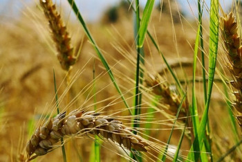 Фотография к новости: На экспортных рынках всё сложнее бороться – Шукеев