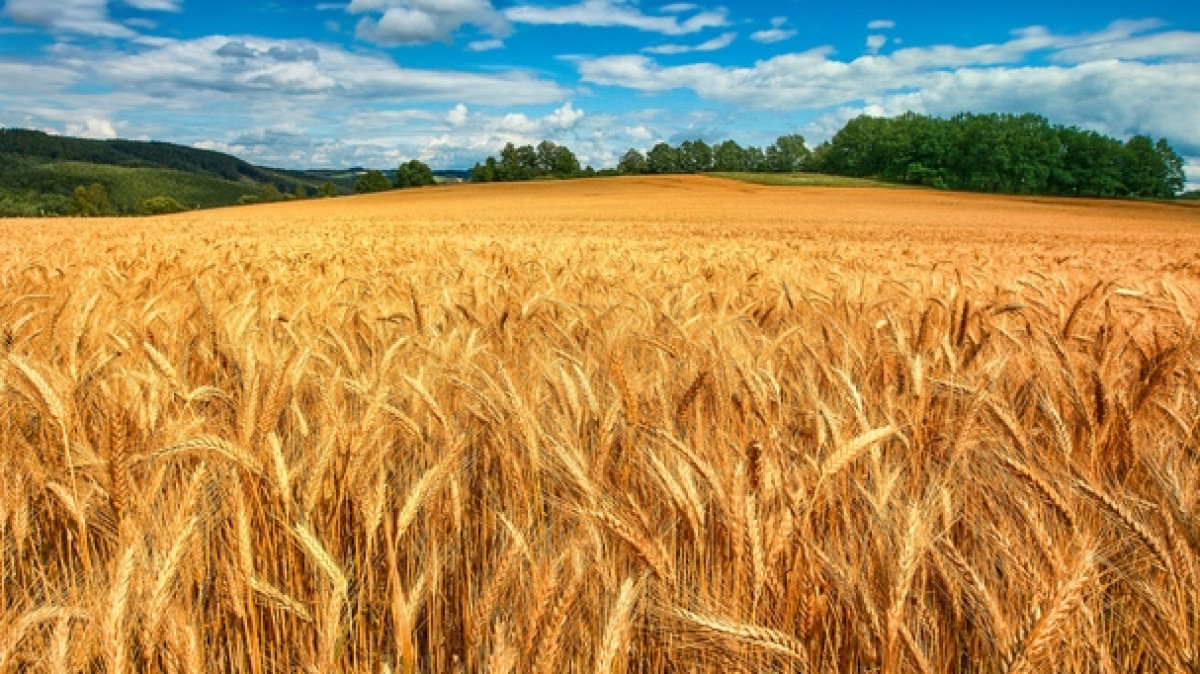 Из открытых источников 