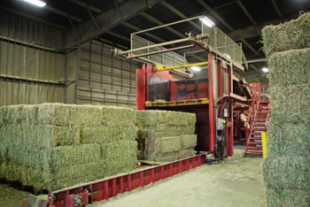 Фотография к новости: Более 100 тысяч тонн сена люцерны Казахстан намерен экспортировать в Китай