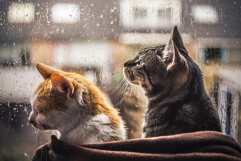 Фотография к новости: Дожди и грозы ожидают казахстанцев в ближайшие дни