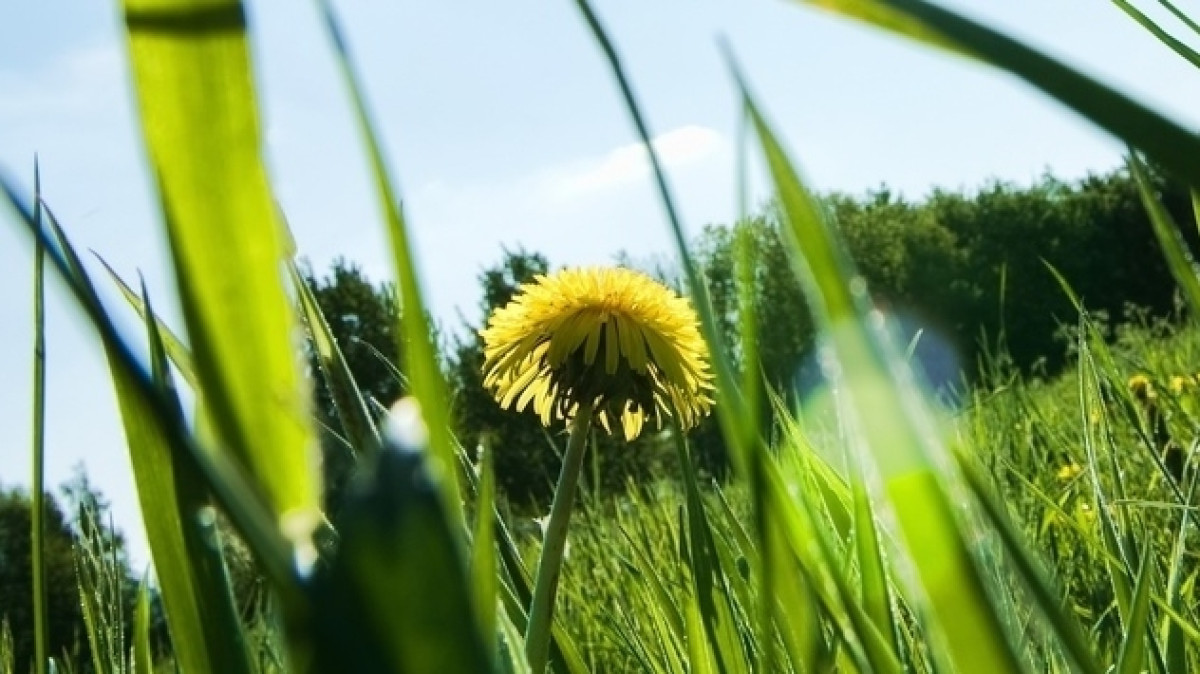 из открытых источников