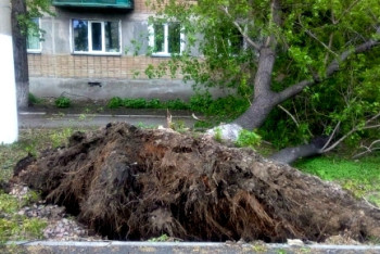 Фотография к новости: Сильный ветер в Петропавловске валит деревья: повреждены авто