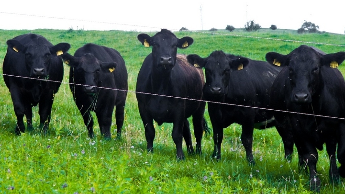 В аграрном секторе Акмолинской области реализуются инновационные научные проекты