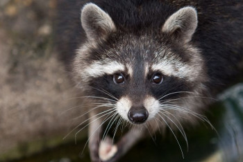 Фотография к новости: Забравшегося на дерево енота спасли в Астане