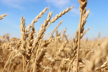 Фотография к новости: Технологии точного земледелия должны увеличить урожайность вдвое - Минсельхоз