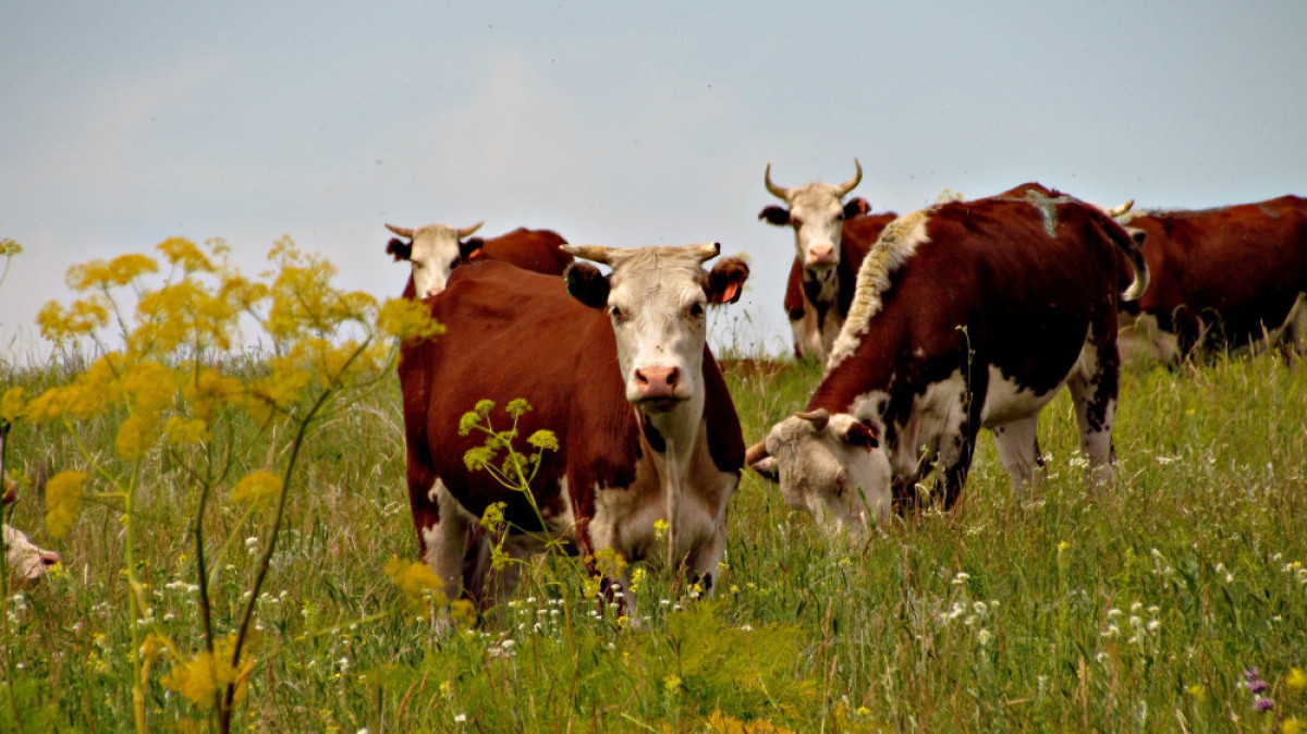 пресс-служба КазАгро