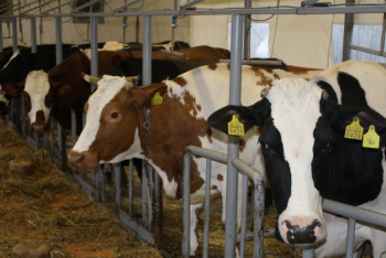 Фотография к новости: Как государство будет помогать семейным фермам, рассказал Шукеев