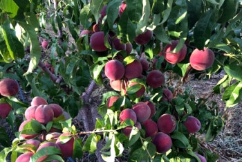 Фотография к новости: Аграрка это не нефтяная вышка – бизнесмен просит депутатов поддержать садоводство