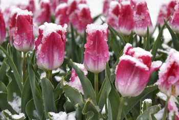 Фотография к новости: Дождь и снег обещают синоптики в Астане и Акмолинской области 27 мая