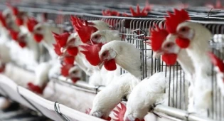 Как импортёры поставляют некачественный продукт, пояснили в Минздраве 