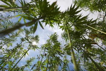 Фотография к новости: Культивированием индийской конопли в Кызылординской области обеспокоены депутаты