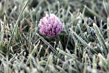 Фотография к новости: Заморозки ожидаются в Акмолинской области