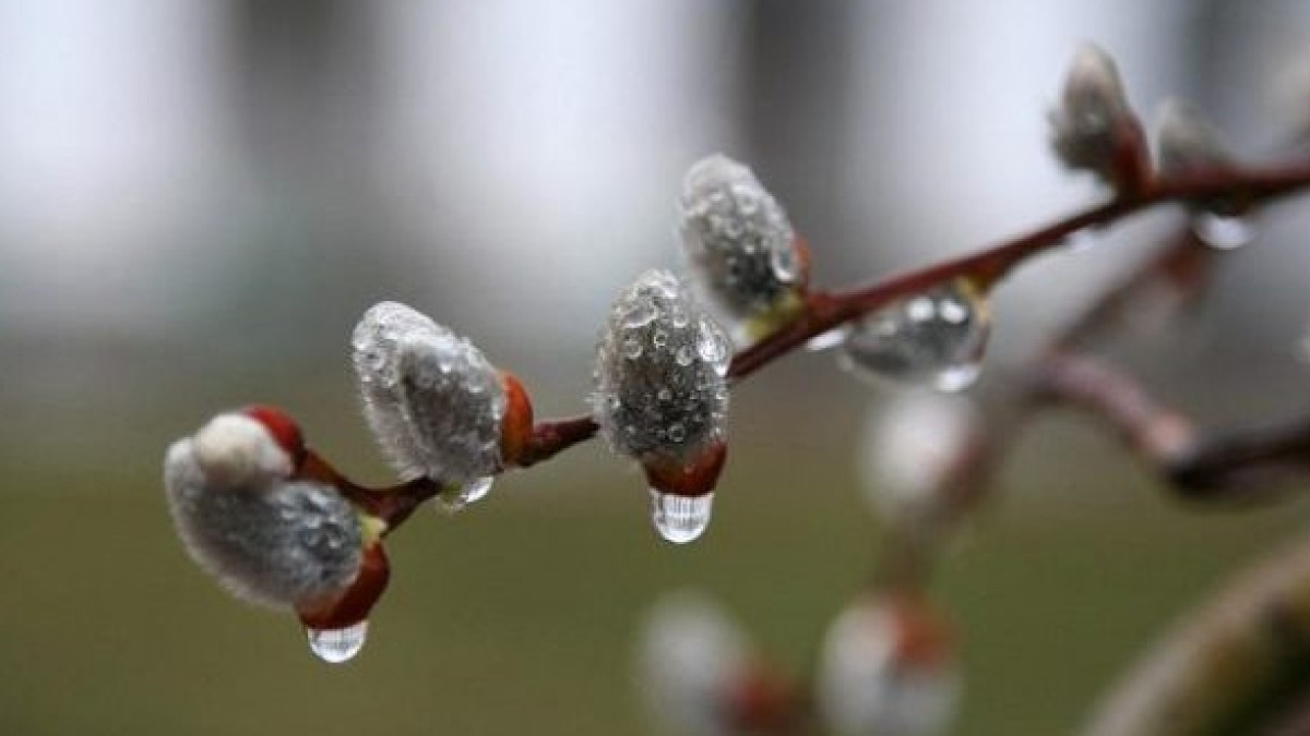 из открытых источников