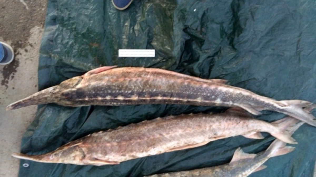 из открытых источников