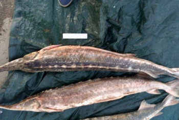 Фотография к новости: Уголовное дело завели на нацгвардийцев за партию осетрины в Атырау  