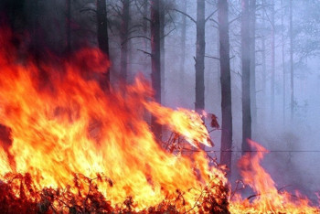 Лесные пожары вторые сутки не могут потушить в Костанайской области