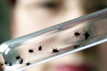 От укуса клещей пострадало около пяти тысяч казахстанцев