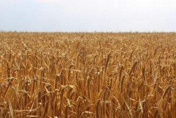 Фотография к новости: Новый сорт ячменя "Астана-20" вывели к юбилею столицы 