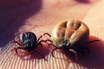 Более двух тысяч человек пострадали от укусов клещей в Алматинской области