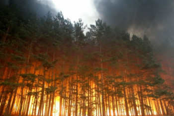 Фотография к новости: Лес горит в пригороде Семея
