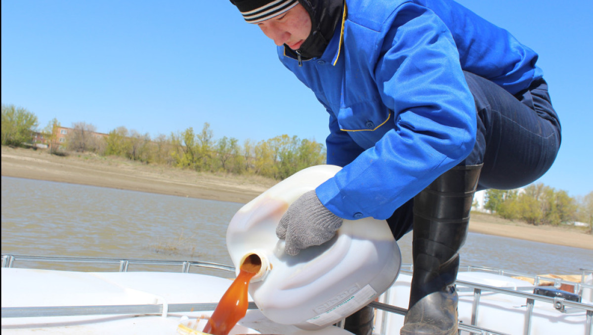 Анна Белобородова