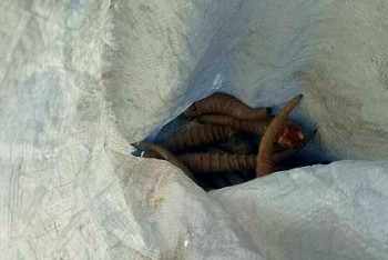 За незаконную охоту на сайгаков задержан капитан погранслужбы в ЗКО