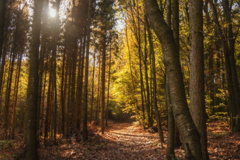 Фотография к новости: Почти сутки блуждала по лесу девушка после ссоры с парнем в Акмолинской области