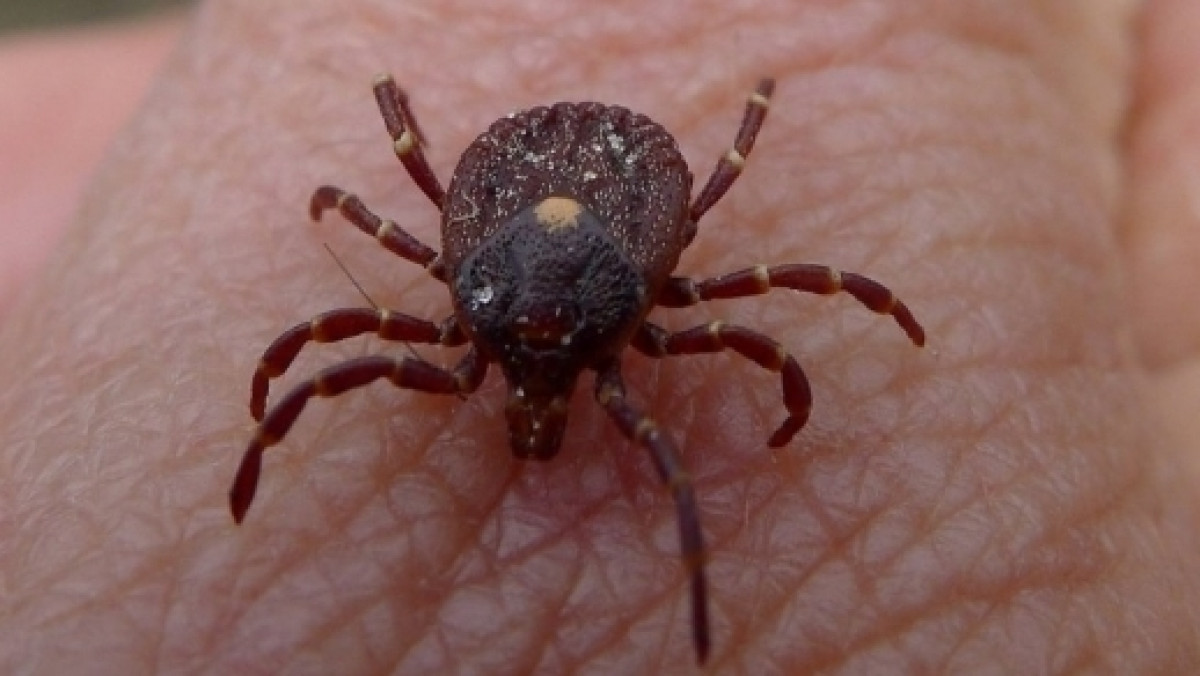 из открытых источников